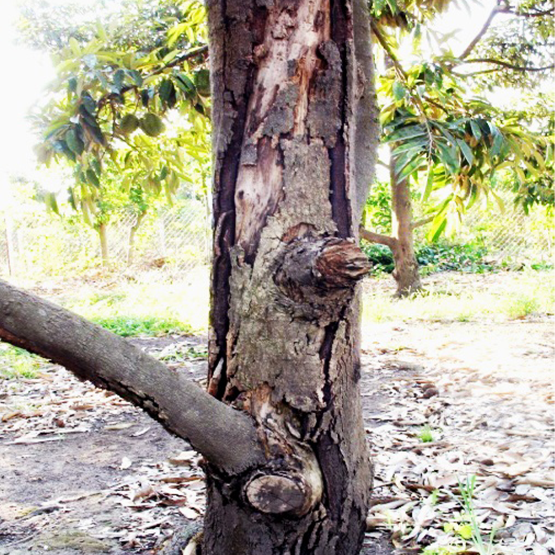 Nứt thân – xì mủ